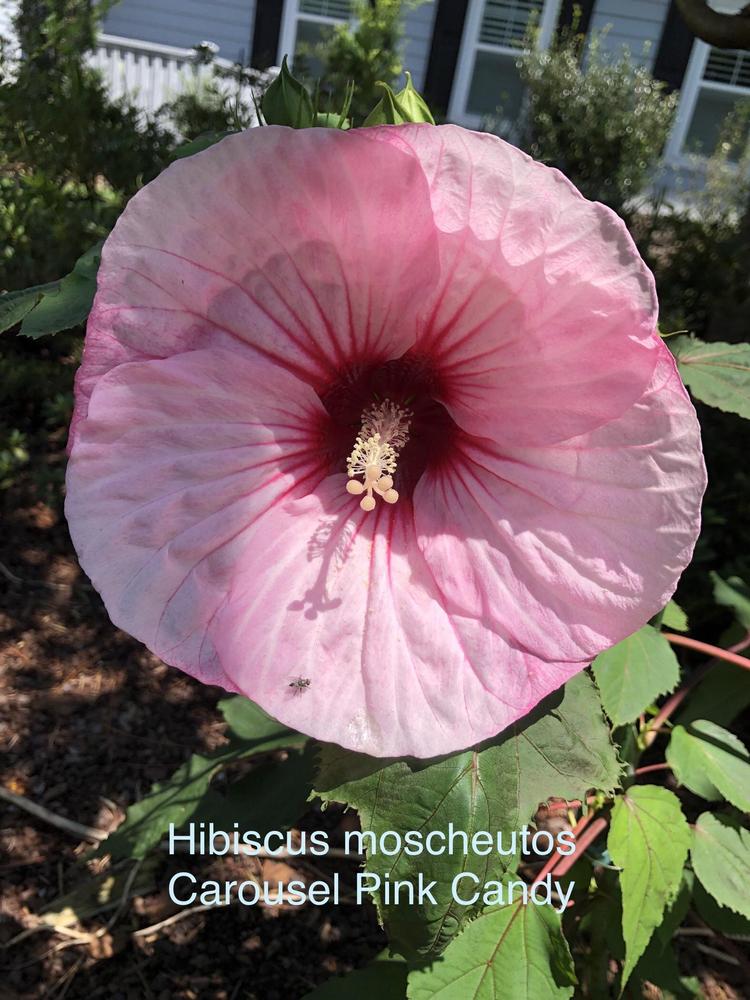 Photo of Hybrid Hardy Hibiscus (Hibiscus Carousel™ Pink Candy) uploaded by lancemedric