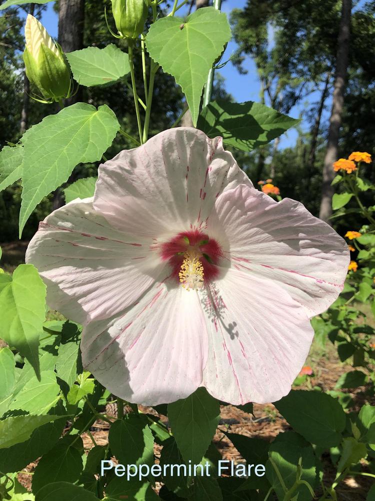 Photo of Hybrid Hardy Hibiscus (Hibiscus 'Peppermint Flare') uploaded by lancemedric