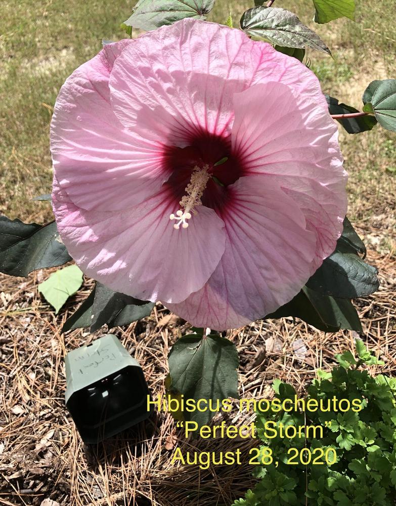 Photo of Hybrid Hardy Hibiscus (Hibiscus Summerific™ Perfect Storm) uploaded by lancemedric