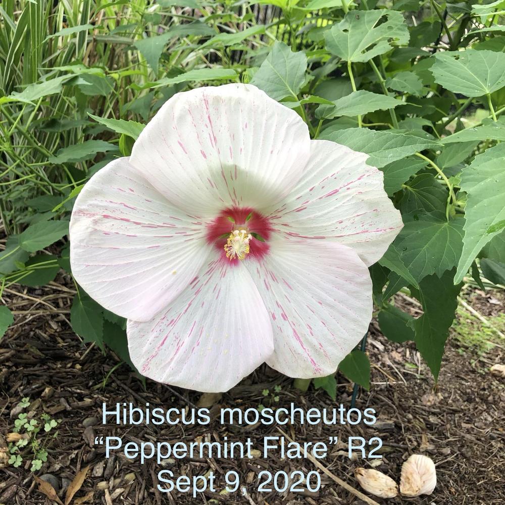 Photo of Hybrid Hardy Hibiscus (Hibiscus 'Peppermint Flare') uploaded by lancemedric