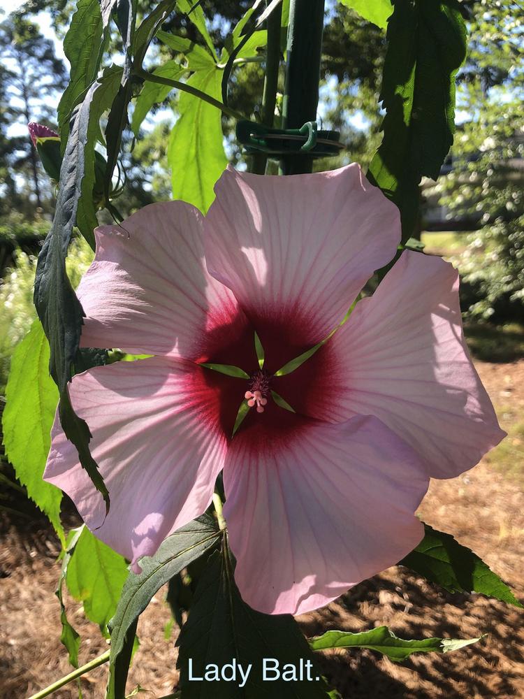 Photo of Hybrid Hardy Hibiscus (Hibiscus 'Lady Baltimore') uploaded by lancemedric