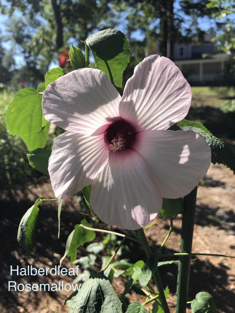 Photo of Rose Mallow (Hibiscus laevis) uploaded by lancemedric