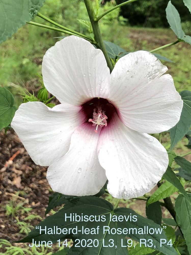 Photo of Rose Mallow (Hibiscus laevis) uploaded by lancemedric