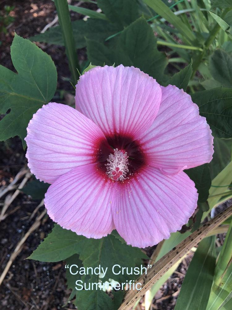 Photo of Hybrid Hardy Hibiscus (Hibiscus Summerific™ Candy Crush) uploaded by lancemedric