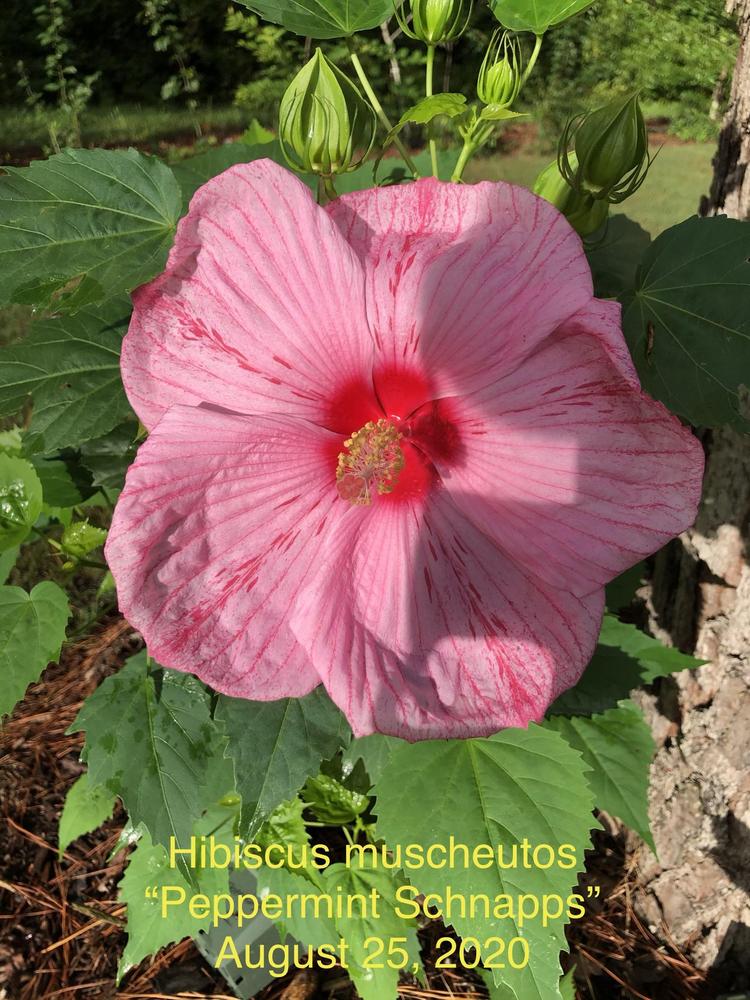 Photo of Hybrid Hardy Hibiscus (Hibiscus Cordial™ Peppermint Schnapps) uploaded by lancemedric