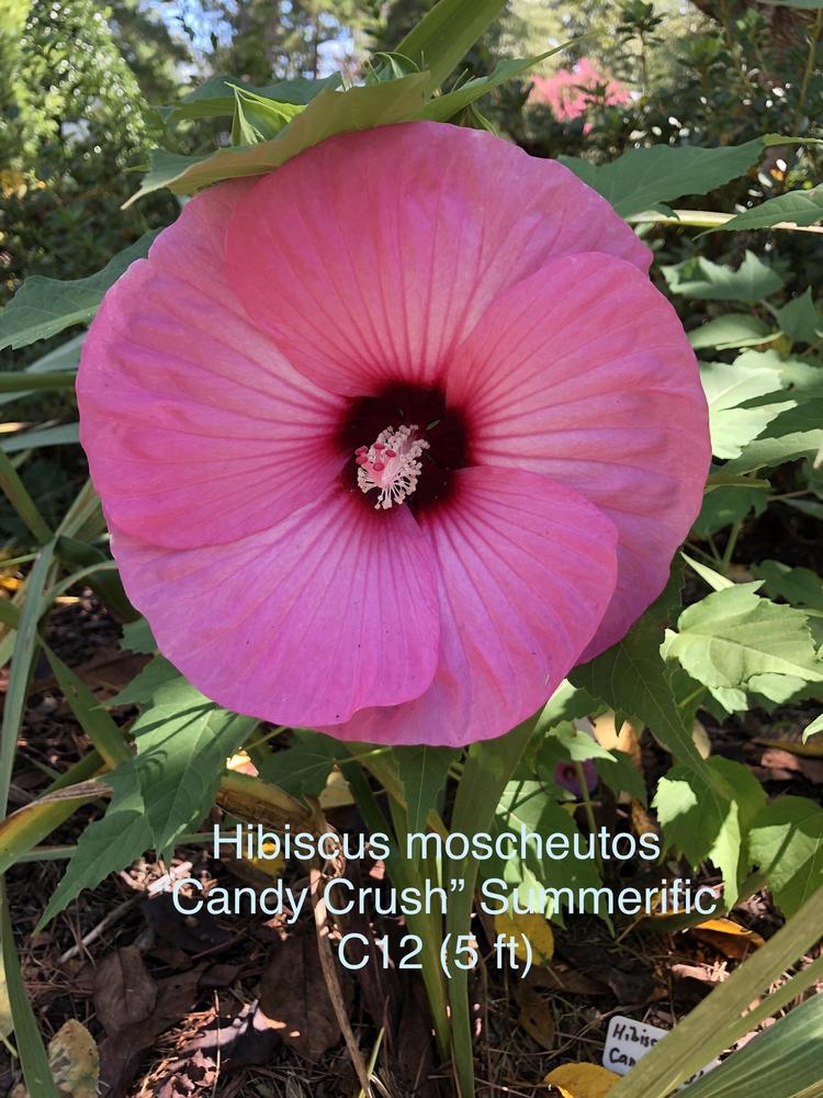 Photo of Hybrid Hardy Hibiscus (Hibiscus Summerific™ Candy Crush) uploaded by lancemedric