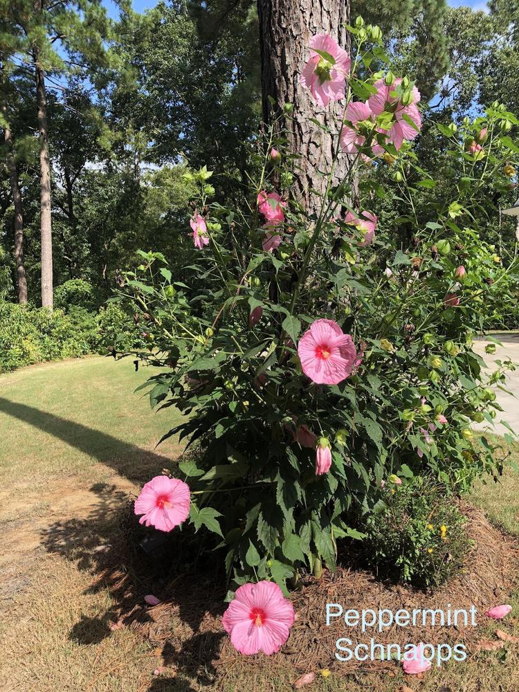 Photo of Hybrid Hardy Hibiscus (Hibiscus Cordial™ Peppermint Schnapps) uploaded by lancemedric