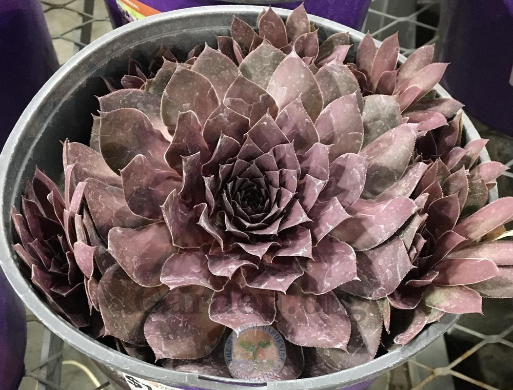 Photo of Hen and Chicks (Sempervivum 'Leopold') uploaded by BlueOddish
