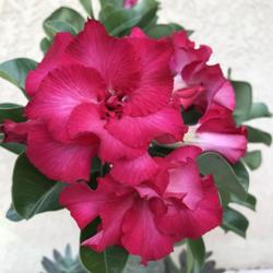 Location: My garden in Tampa, Florida
Date: 2022-07-03
My grafted desert rose