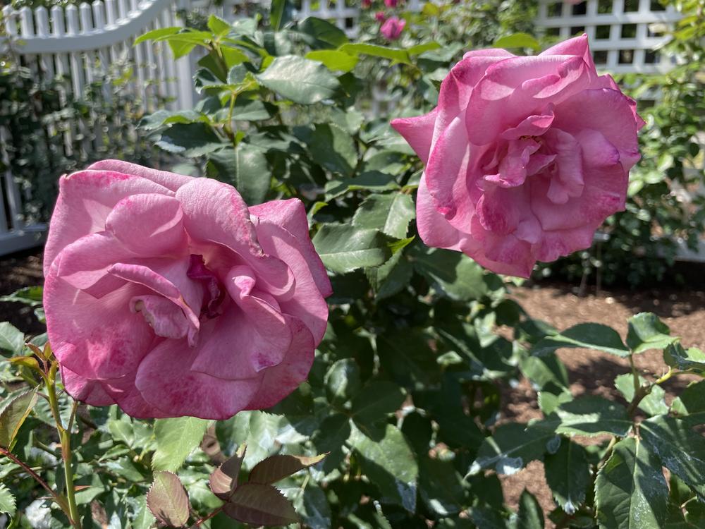 Photo of Rose (Rosa 'Fragrant Plum') uploaded by Zoia