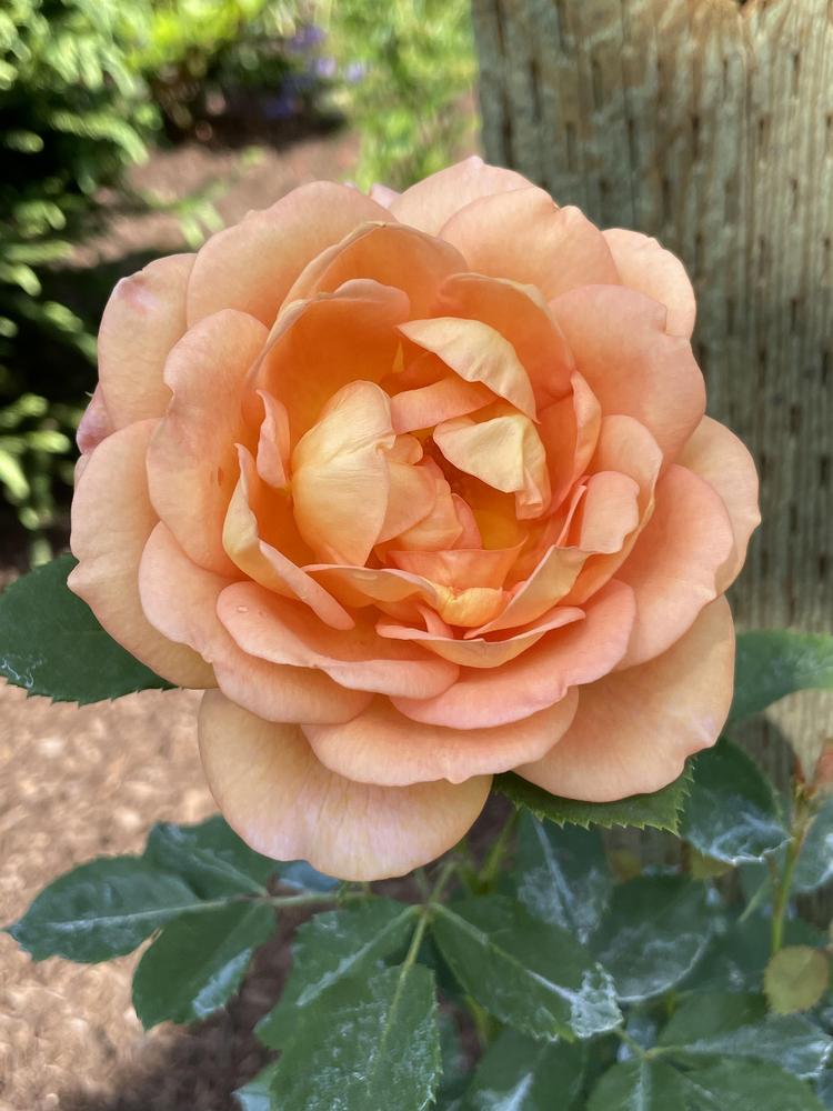 Photo of English Shrub Rose (Rosa 'Lady of Shalott') uploaded by Zoia
