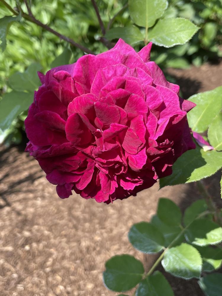 Photo of English Shrub Rose (Rosa 'Munstead Wood') uploaded by Zoia