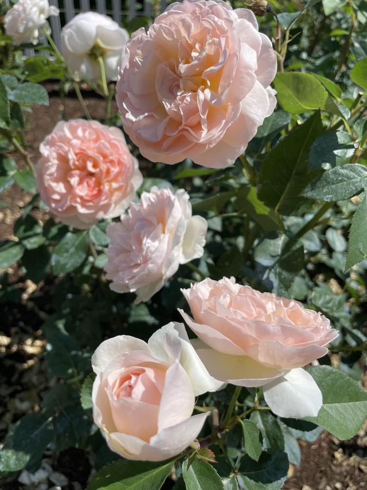 Photo of English Shrub Rose (Rosa 'Evelyn') uploaded by Zoia