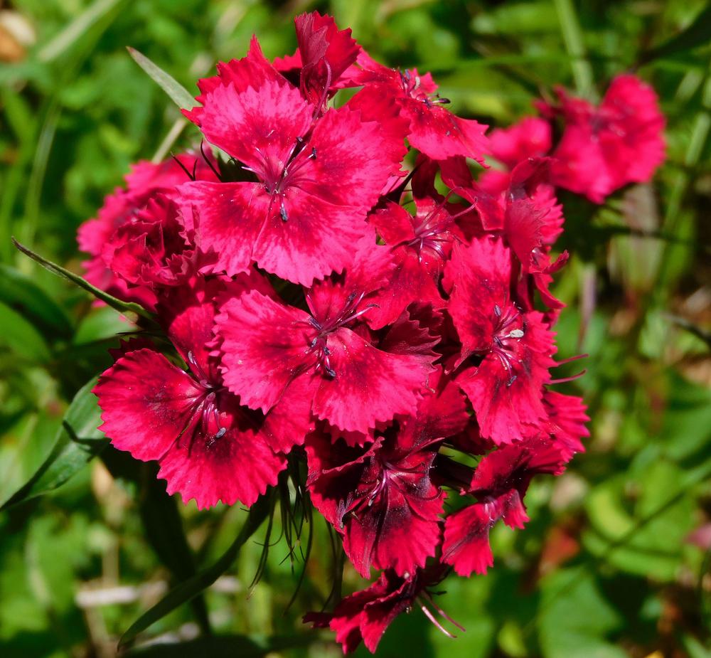 Photo of Sweet William (Dianthus barbatus) uploaded by adknative