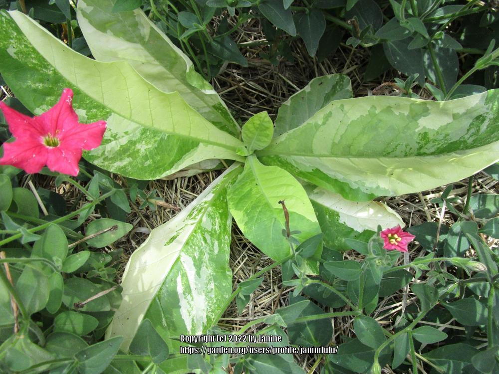 Photo of Woodland Tobacco (Nicotiana sylvestris) uploaded by janinilulu