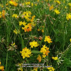 Location: Havoc Hall garden, Yorkshire, UK
Date: 2022-06-26
Wild flower meadow