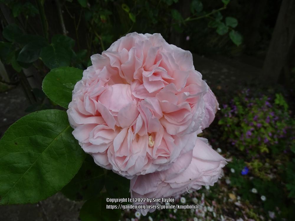 Photo of Rose (Rosa 'Claire Rose') uploaded by kniphofia