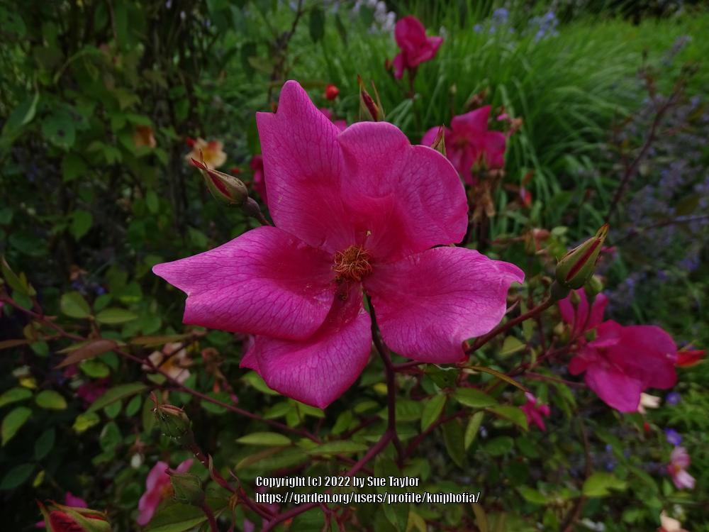 Photo of Rose (Rosa 'Mutabilis') uploaded by kniphofia