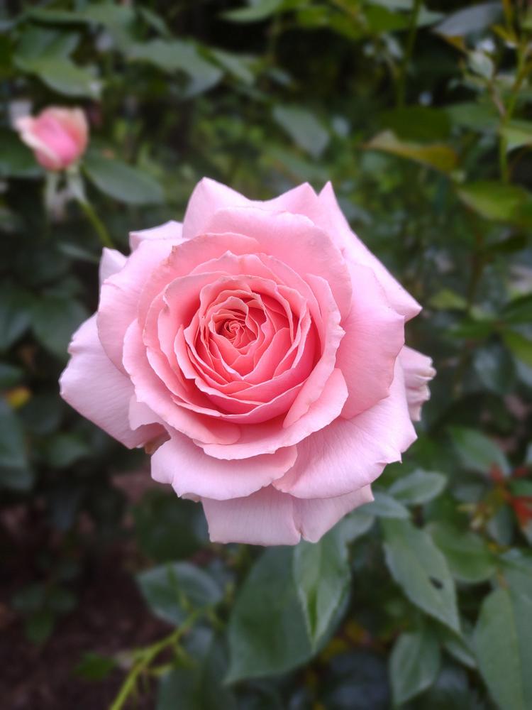 Photo of Rose (Rosa 'Tournament of Roses') uploaded by myflightcn