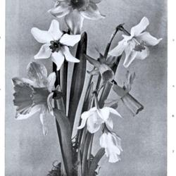 
Date: c. 1898
photo [Incomparabilis 'Sir Watkin' is topmost] from the 1898 cata