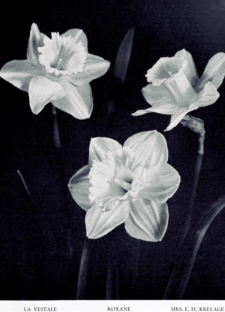 Photo of Daffodil (Narcissus 'Mrs. Ernst H. Krelage') uploaded by scvirginia