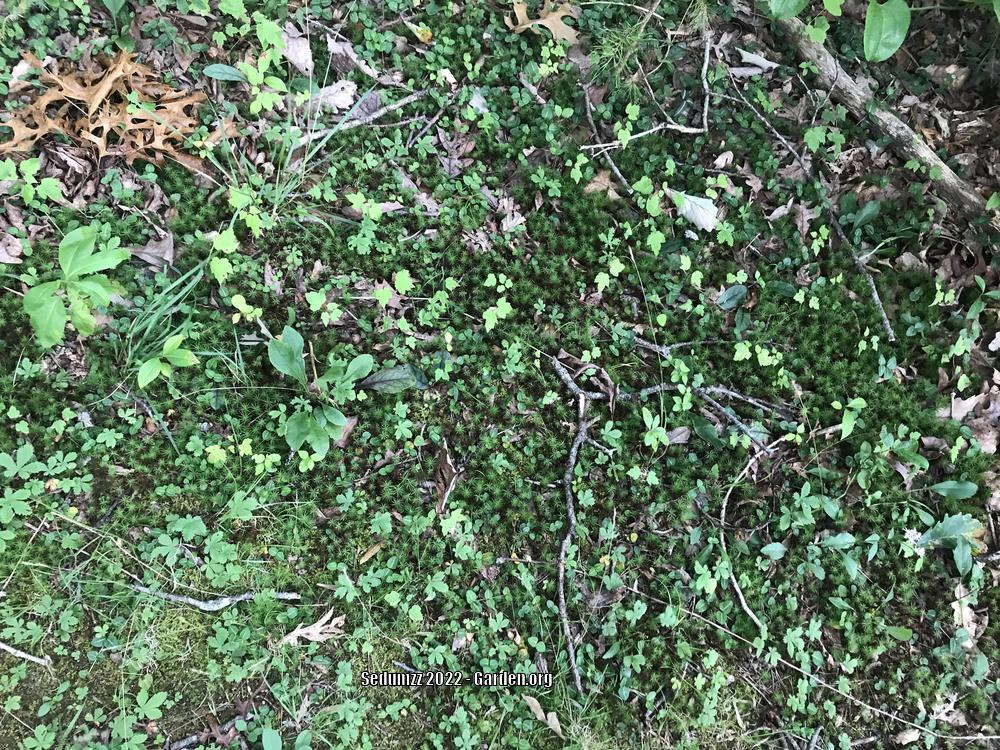 Photo of Polytrichum Moss (Polytrichum formosum) uploaded by sedumzz