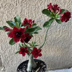 Location: My garden in Tampa, Florida
Date: 2022-07-03
More blooms on my grafted desert rose.
