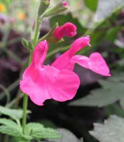 Photo of Blackcurrant Sage (Salvia microphylla) uploaded by Joy