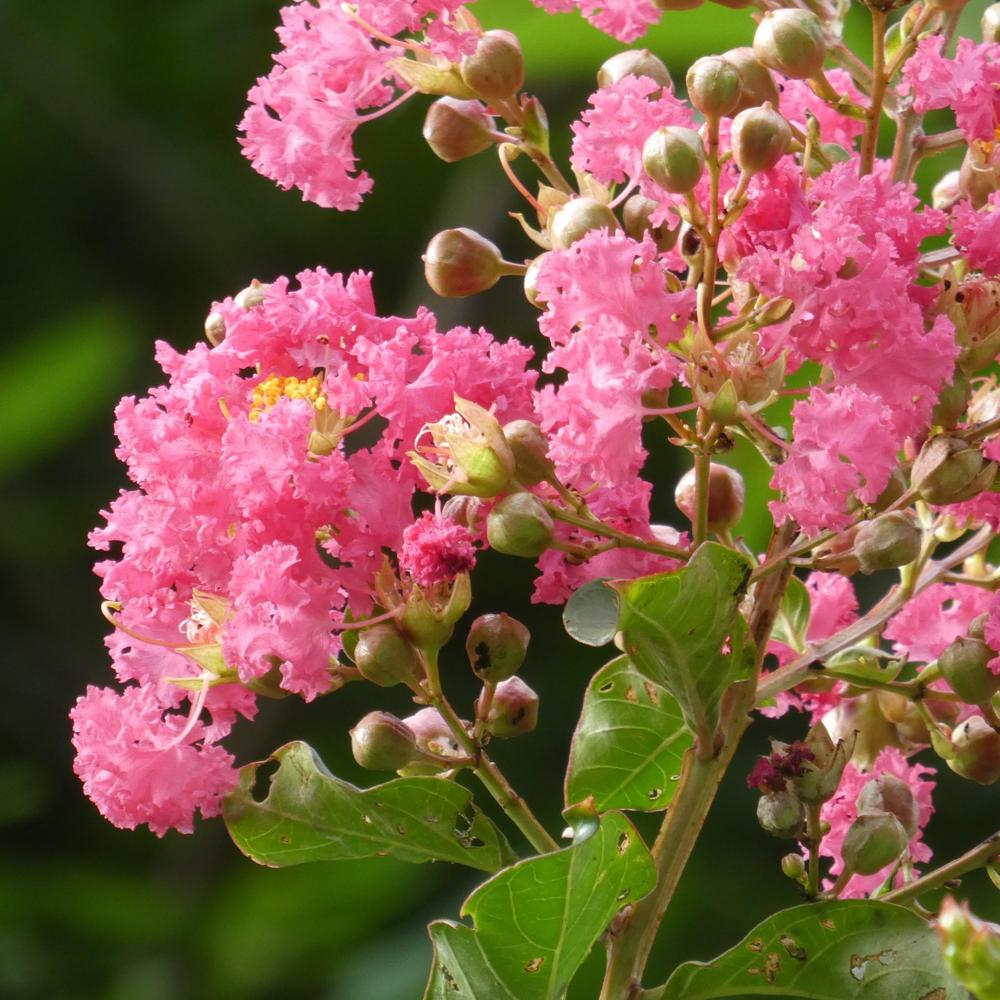 Photo of Crepe Myrtles (Lagerstroemia) uploaded by LoriMT