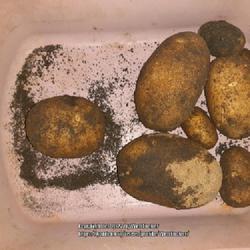Location: Aberdeen, NC (my garden 2022)
Date: July 4, 2022
July 4th Potato #vg7, LHB p. 868, 178-1-1, " Sol-amun,  "Said to 
