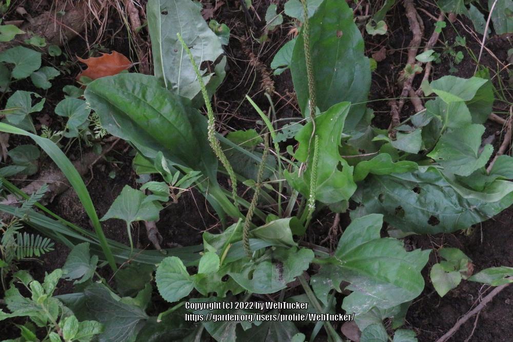 Photo of Blackseed plantain (Plantago rugelii) uploaded by WebTucker