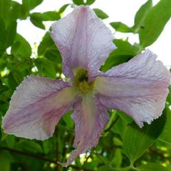 Location: Eagle Bay, New York
Date: 2022-07-04
Clematis (Clematis viticella 'Betty Corning') looking up from ben