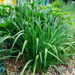 Location: Eagle Bay, New York
Date: 2022-07-03
Japanese Iris (Iris ensata 'Nessa No Mai') entire plant with buds