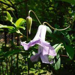 Location: Eagle Bay, New York
Date: 2022-07-04
Clematis (Clematis viticella 'Betty Corning') bud and blooms