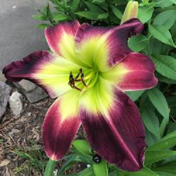 Location: Gardenfish garden 
Date: July 2 2022
Last day lily to bloom for me