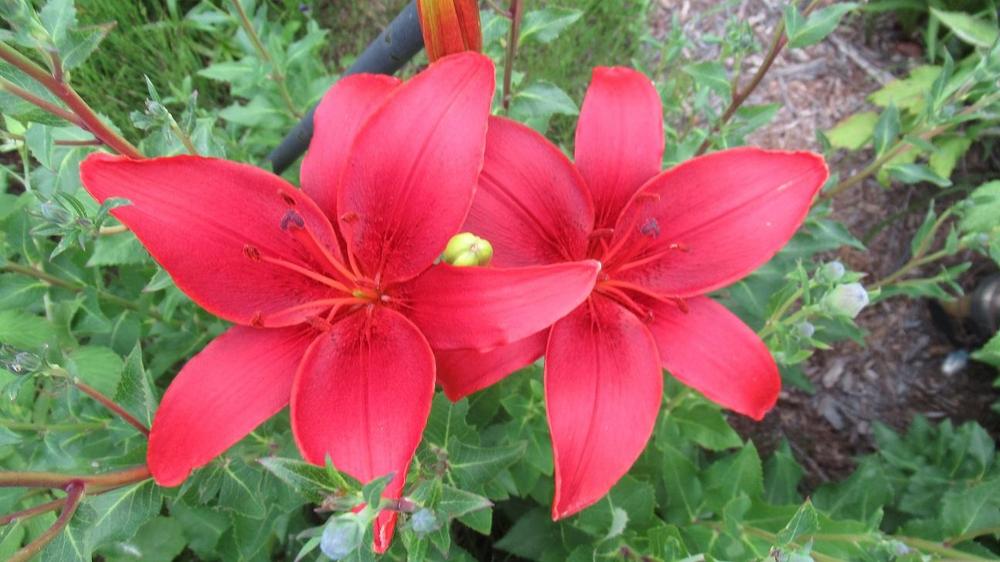 Photo of Lily (Lilium 'Commander in Chief') uploaded by gardenglassgems