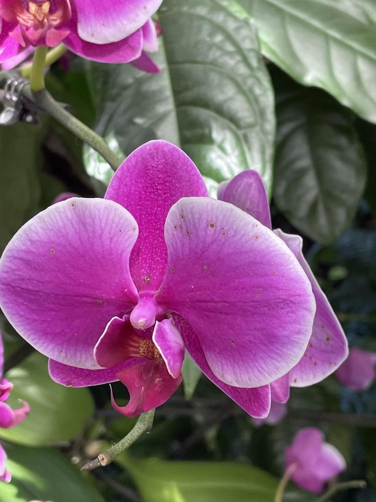 Photo of Moth Orchid (Phalaenopsis) uploaded by jooshewa