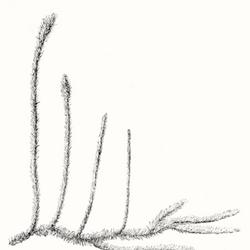 
Date: 1905
illustration [as Lycopodium alopecuroides] by Ida Martin Clute fr