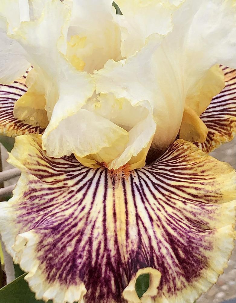 Photo of Tall Bearded Iris (Iris 'Insaniac') uploaded by LizzyLegs