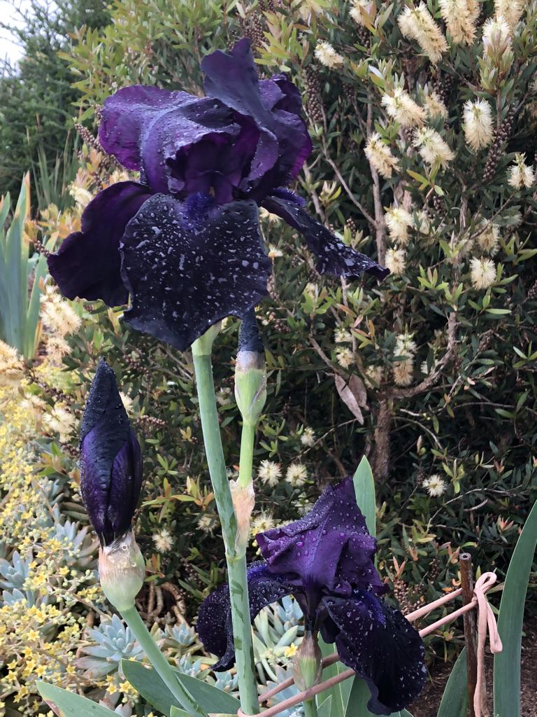 Photo of Tall Bearded Iris (Iris 'Navy Chant') uploaded by LizzyLegs