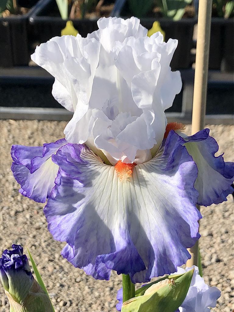 Photo of Tall Bearded Iris (Iris 'Hidden Kisses') uploaded by LizzyLegs