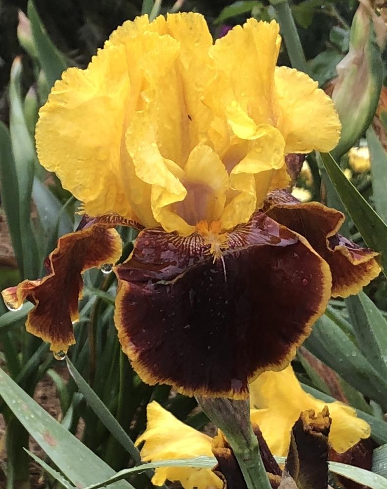 Photo of Tall Bearded Iris (Iris 'Halo Everybody') uploaded by LizzyLegs