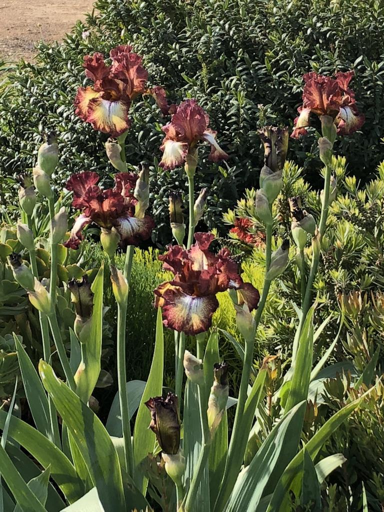 Photo of Tall Bearded Iris (Iris 'Ruffled Feathers') uploaded by LizzyLegs