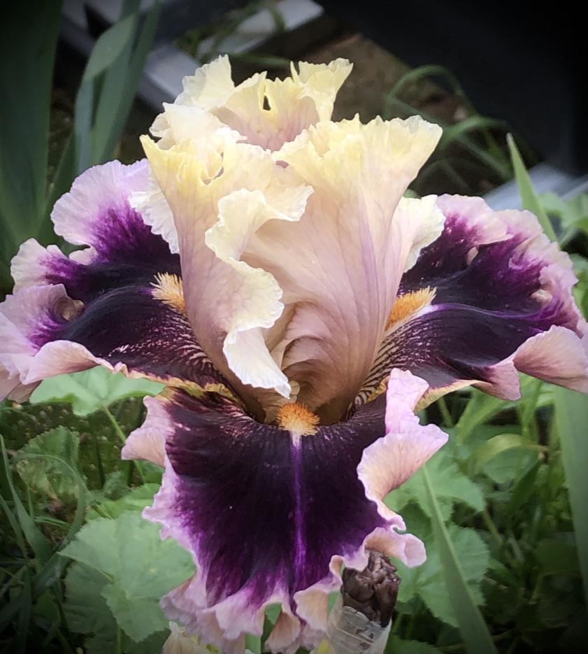 Photo of Tall Bearded Iris (Iris 'Make Mine Magic') uploaded by LizzyLegs