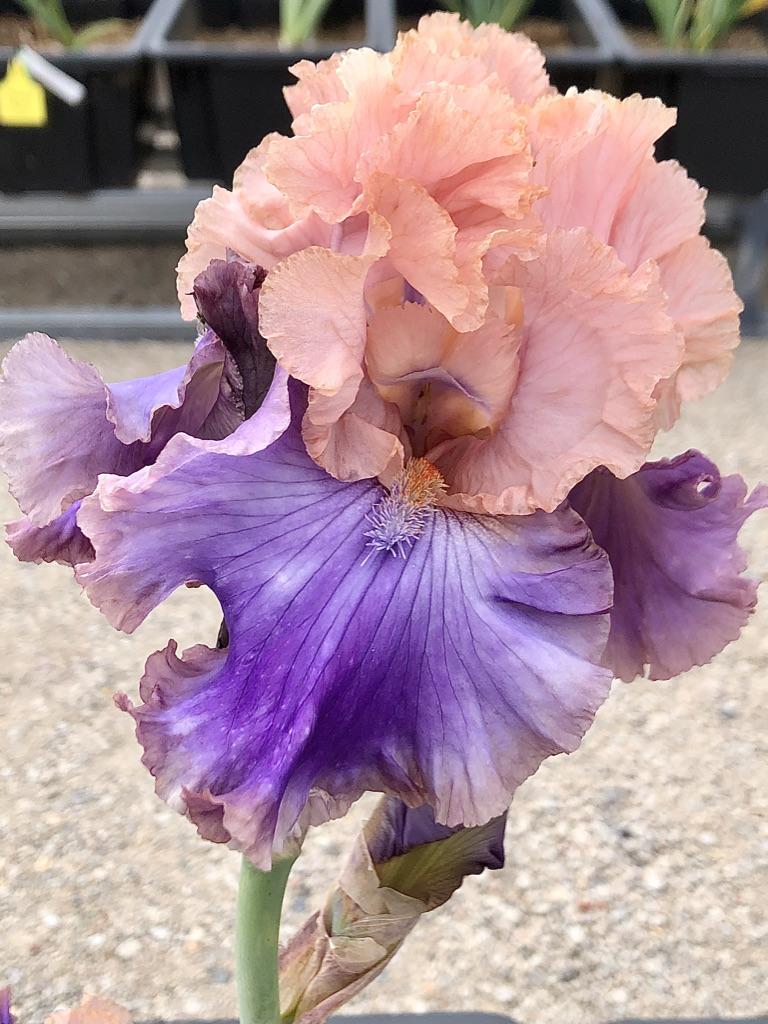 Photo of Tall Bearded Iris (Iris 'Florentine Silk') uploaded by LizzyLegs