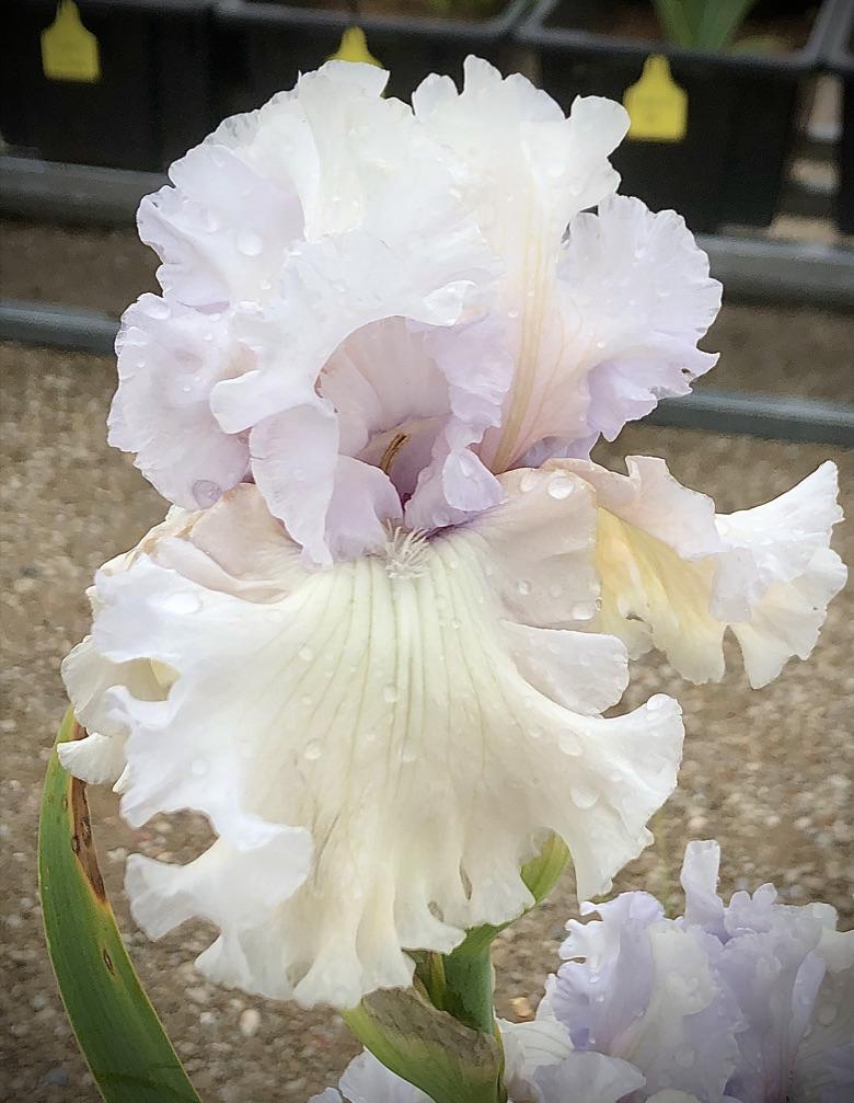 Photo of Tall Bearded Iris (Iris 'For the Soul') uploaded by LizzyLegs