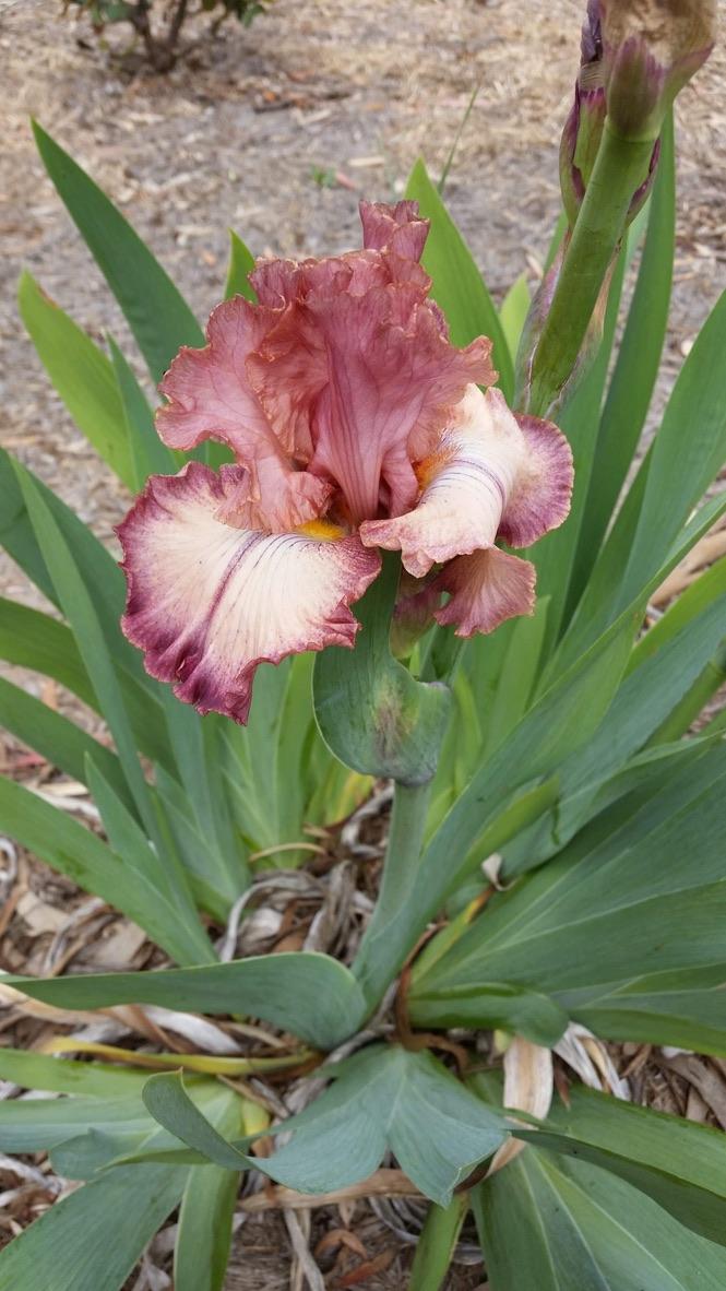 Photo of Tall Bearded Iris (Iris 'Storyline') uploaded by LizzyLegs
