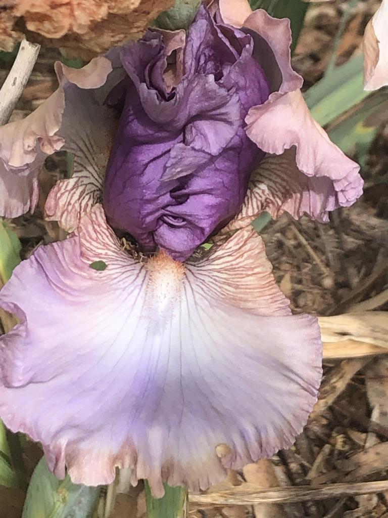 Photo of Tall Bearded Iris (Iris 'Romancer') uploaded by LizzyLegs
