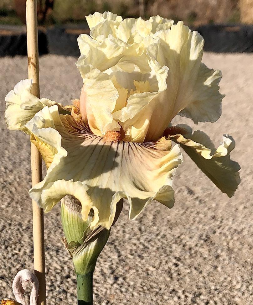 Photo of Tall Bearded Iris (Iris 'Cotillion Gown') uploaded by LizzyLegs