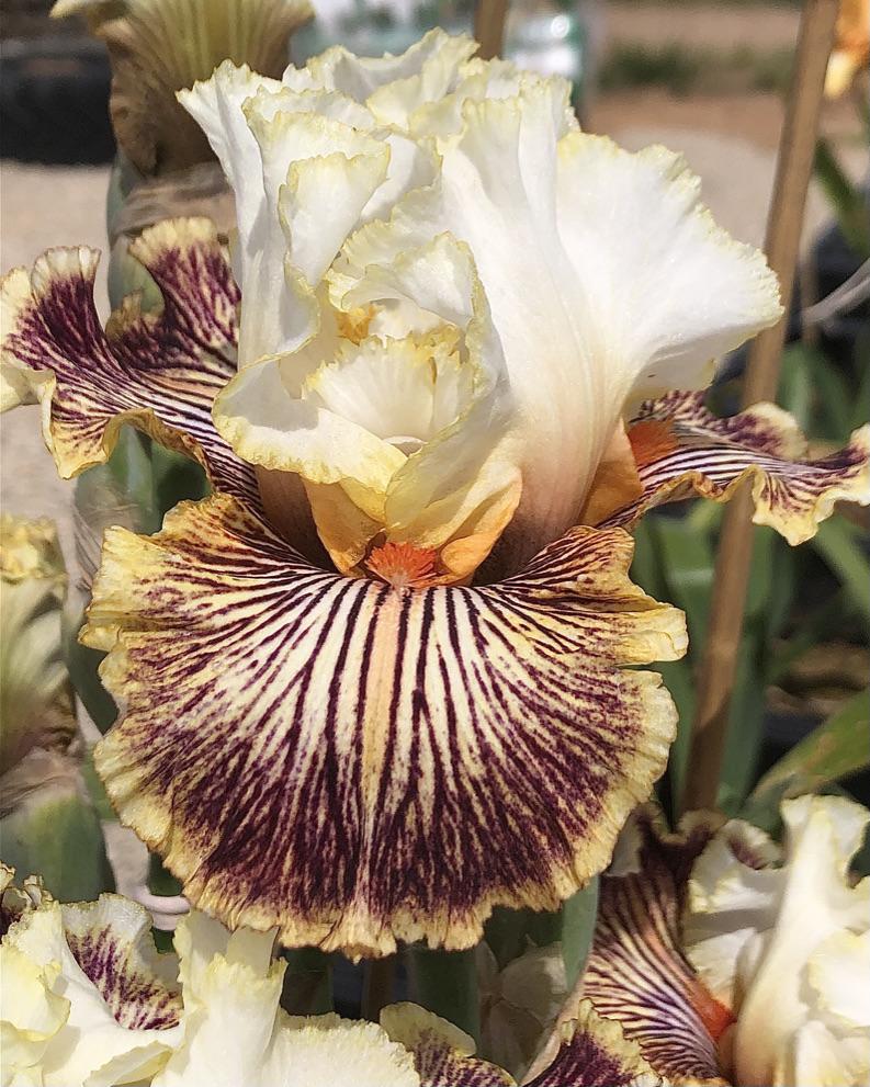 Photo of Tall Bearded Iris (Iris 'Insaniac') uploaded by LizzyLegs